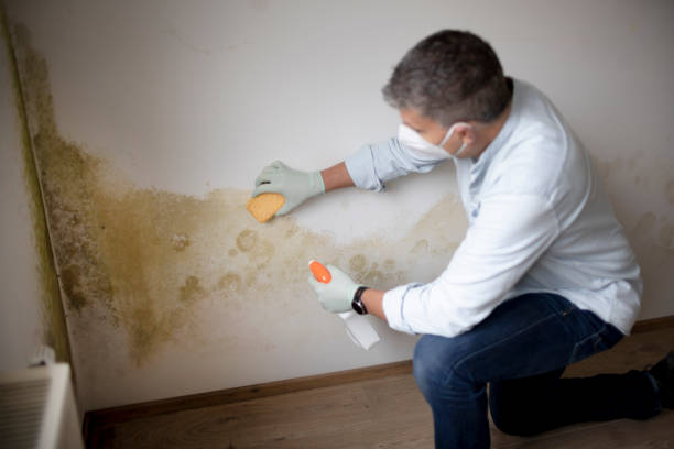 Best Residential Mold Inspection & Testing  in Window Rock, AZ
