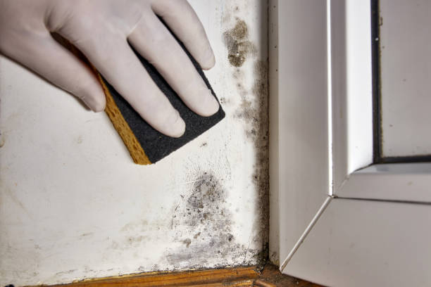 Best Mold Odor Removal Services  in Window Rock, AZ